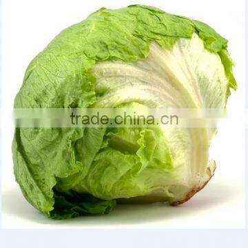 fresh lettuce