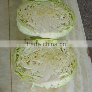 Fresh Chinese Long Cabbage for Export photo-4