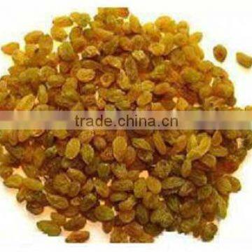 GOLDEN RAISIN FROM INDIA