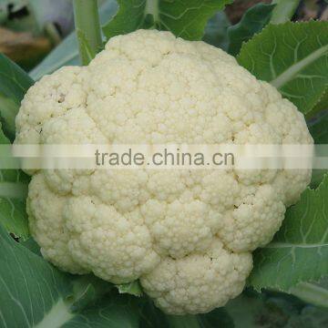 CF70 Genius 70 days medium maturity hybrid white cauliflower seeds