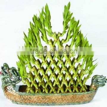 Pyramid Lucky Bamboo Dracaena Sanderiana