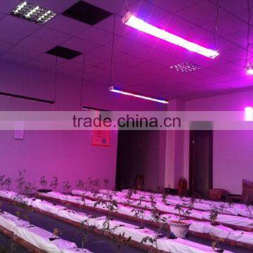 Factory Hot Sales 300w Grow Led Lampe of Bottom Price photo-5