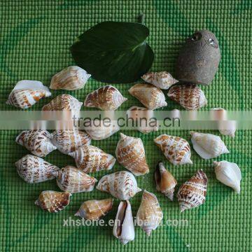 Natural Decotative Semicassis Inornata Seashell for Sale photo-2
