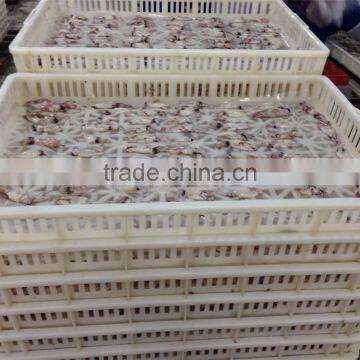 Frozen Chinese Baby Squid Loligo Japonica photo-6