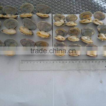 High Quality Vacum Packed Short Necked Clam photo-3