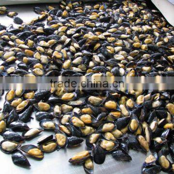IQF Half Shell Blue Mussel photo-6