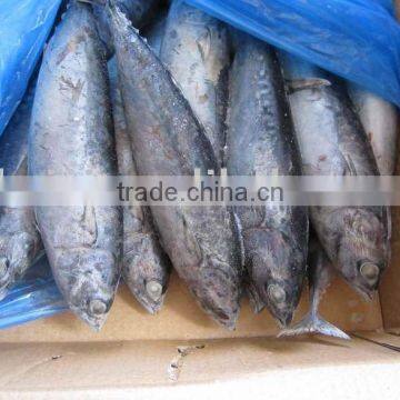 BONITO 300-500g 500g up