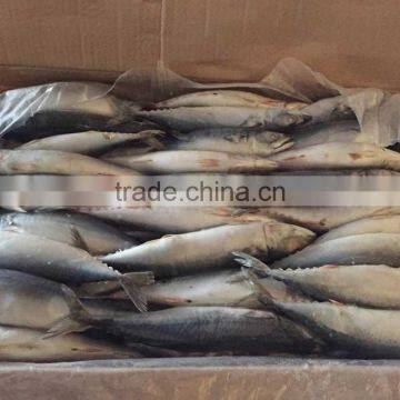 Landfrozen Mackerel 150-200g photo-3