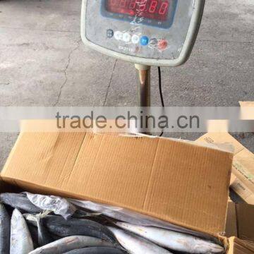 2016 Landing Sea Frozen Mackerel 250-300g photo-6
