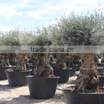 OLEA EUROPAEA BONSAI photo-2