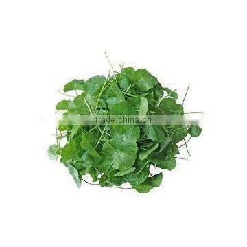 100% Natural Centella Asiatica Extract