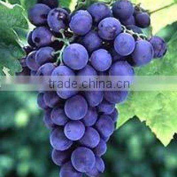 Grape Seed P.E./Proanthocyanidin/CAS No: 84929-27-1