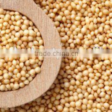 Best Quality Amaranth Seeds at your door step