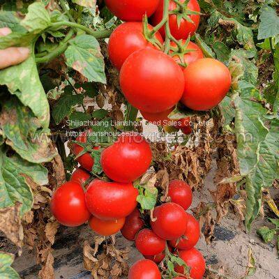 T02 Hybrid Indeterminate Round Tomato Variety photo-2