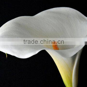 Cheap best selling mini small calla lily cut flower