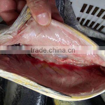 Frozen Gutted Mahi-mahi Fish Clean Fish photo-6