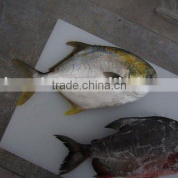 300-400g Frozen golden pompano