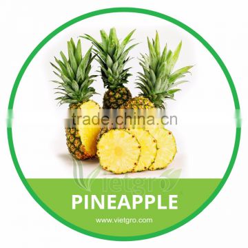 HIGH QUALITY FRESH PINEAPPLE