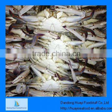 fresh frozen whole blue swimming crab