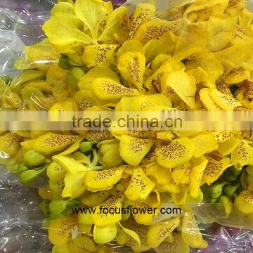 High Quality Natural Ascocenda Yellow Orchid Thailand As A Gift