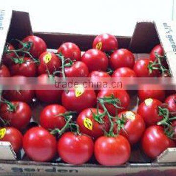 Fresh Tomato photo-3