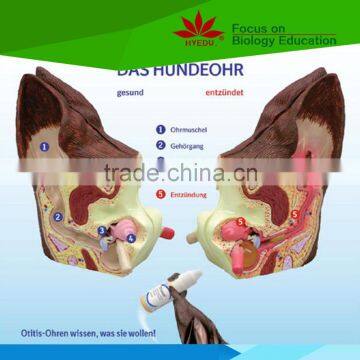 High quality for teaching and studying dog ear model