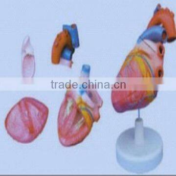 teaching anatomical three parts human heart model