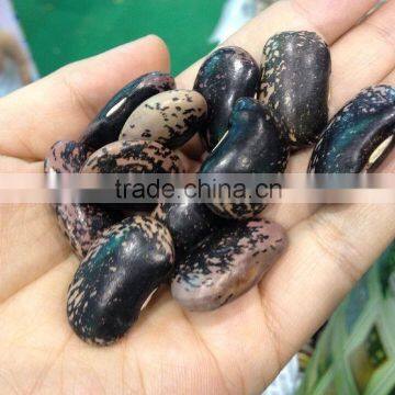 Large Black Speckled Kidney Beans New 2014 , Organic Black Speckled Kidney Beans photo-2