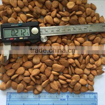 Best Price Common Bitter Apricot Kernel photo-3