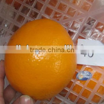 Fresh navel orange in 14kg carton