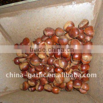 40-60pc/kg Chinese Sweet Chestnut in Gunny Bag Packing