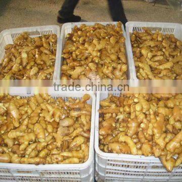 Supply Chinese fresh young ginger