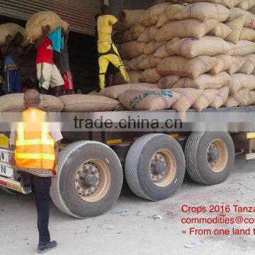 Very Good Tanzania Raw Cashew Nuts ( Tanzania Contact: 255 682 294 635) photo-2