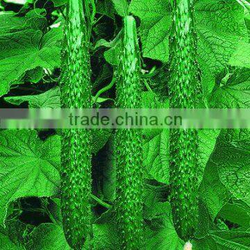 Hybrid F1 Chinese Cucumber Seeds For Sale