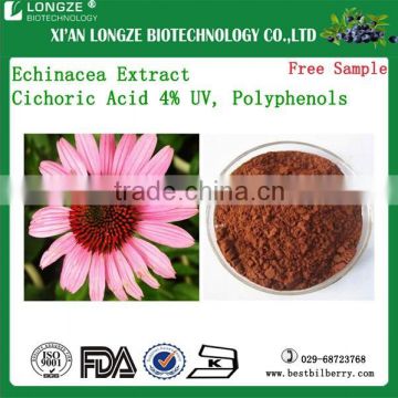 dietary supplement Echinacea purpurea extract, 4% polyphenols echinacea extract,2% 4% chicoric acid echinacea purpurea extract