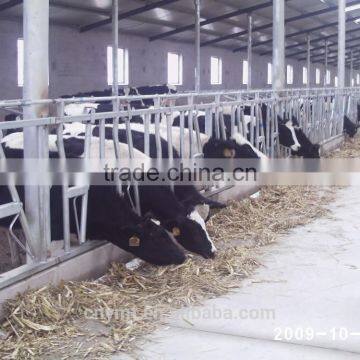 Headlocks/cow Headlocks