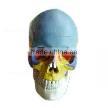 Life Size Plastic Medical Anatomical Skull Model photo-2
