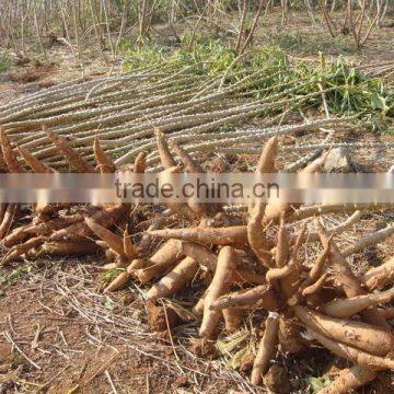 Stainless Steel Carbon Steel Sweet Potato Grain Processing Machine photo-3