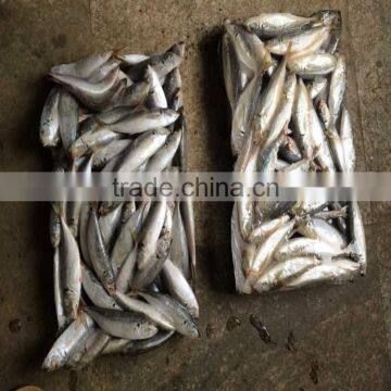 Frozen mackerel blue scad frozen blue mackerel for wholesale