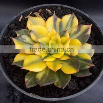 Echeveria Blacprince Variegated, Plants Echeveria, Succulent Plants, Tropical Plants photo-2
