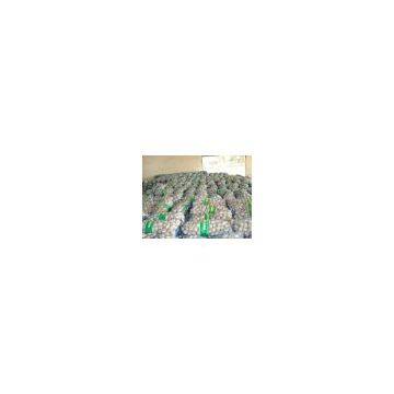 normal white garlic