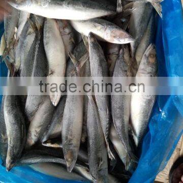 Frozen Good Quality Pacific Mackerel Fish Sea Frozen photo-3