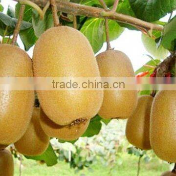 Leader Low Price Kiwi Peeling Machine photo-5