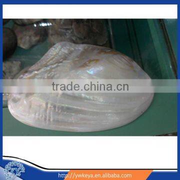 chinese fresh water river shell polished size 12-15cm