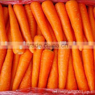 2014 best quality carrot normal shape, fresh and clean