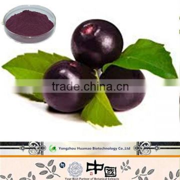 botanical extract anthocyanidins pure natural acai extract 4:1