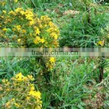 100% Natural hypericum perforatum l.