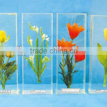 preserved biological specimens/Embeded plant specimen for biology teaching