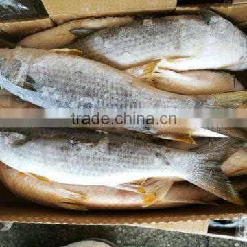 High Quality frozen grey mullet fish 1kg up