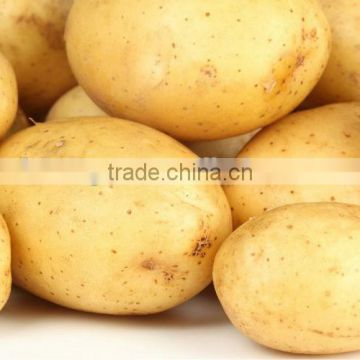 Potato 2014 crop